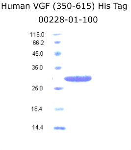 human VGF his tag from aviscera bioscience
