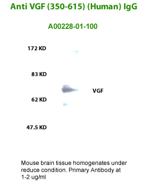 VGF antibody for western blot