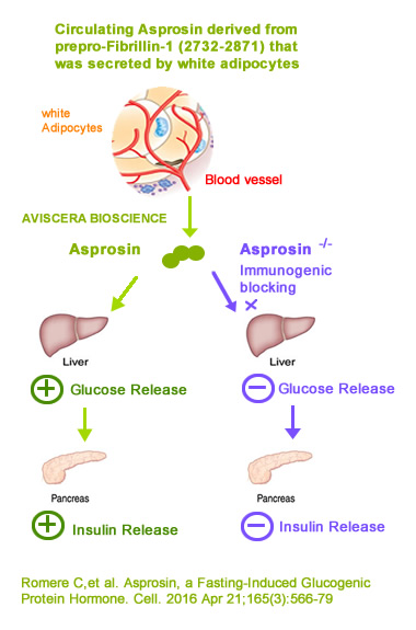 asprosin is a new adipokine from white adipose tissues