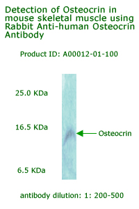 anti human osteocrin antibody for western blot