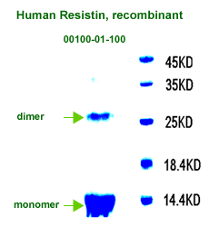 human resistin recombinant
