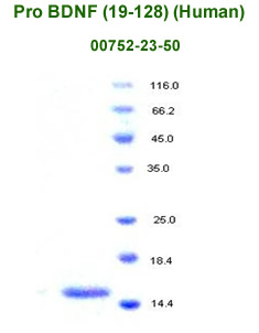 pro BDNF (19-128) recombinant from aviscera bioscience