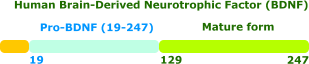 human BDNF recombinant
