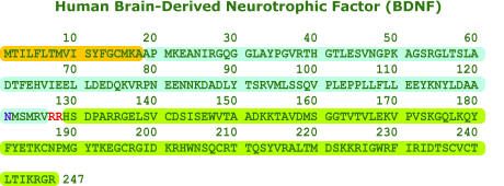 human BDNF recombinant