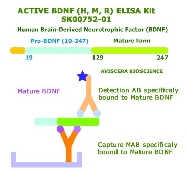 bdnf elisa kit from aviscera bioscience