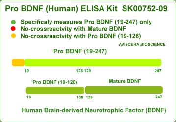 pro bdnf elisa kit sk00752-09 from aviscera does not have any crossreactivity with mature bdnf