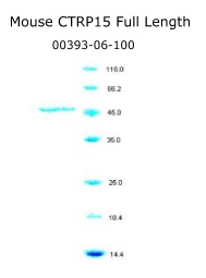 mouse CTRP15 recombinant from aviscera bioscience