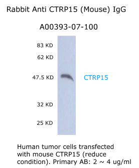 anti myonectin antibody for western blot  A00393-07-100 aviscera bioscience