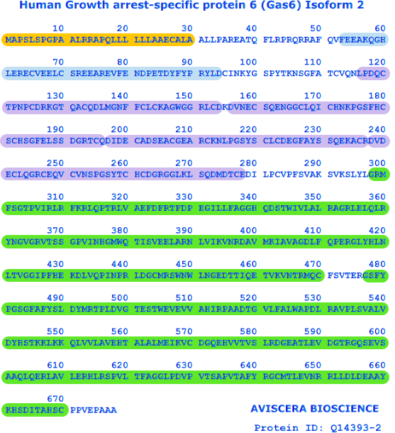 Human Gas6 recombinant