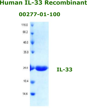 human IL-33 recombinant