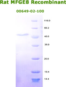 HUMAN MFGE8 RECOMBINANT