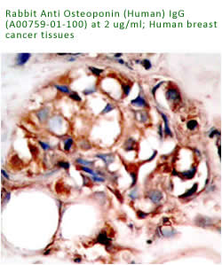 anti human osteoponin antibody