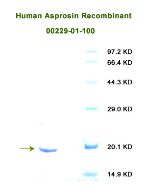 human asprosin recombinant from aviscera bioscience