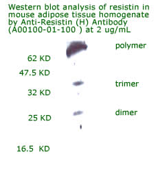 anti resistin (human) IgG